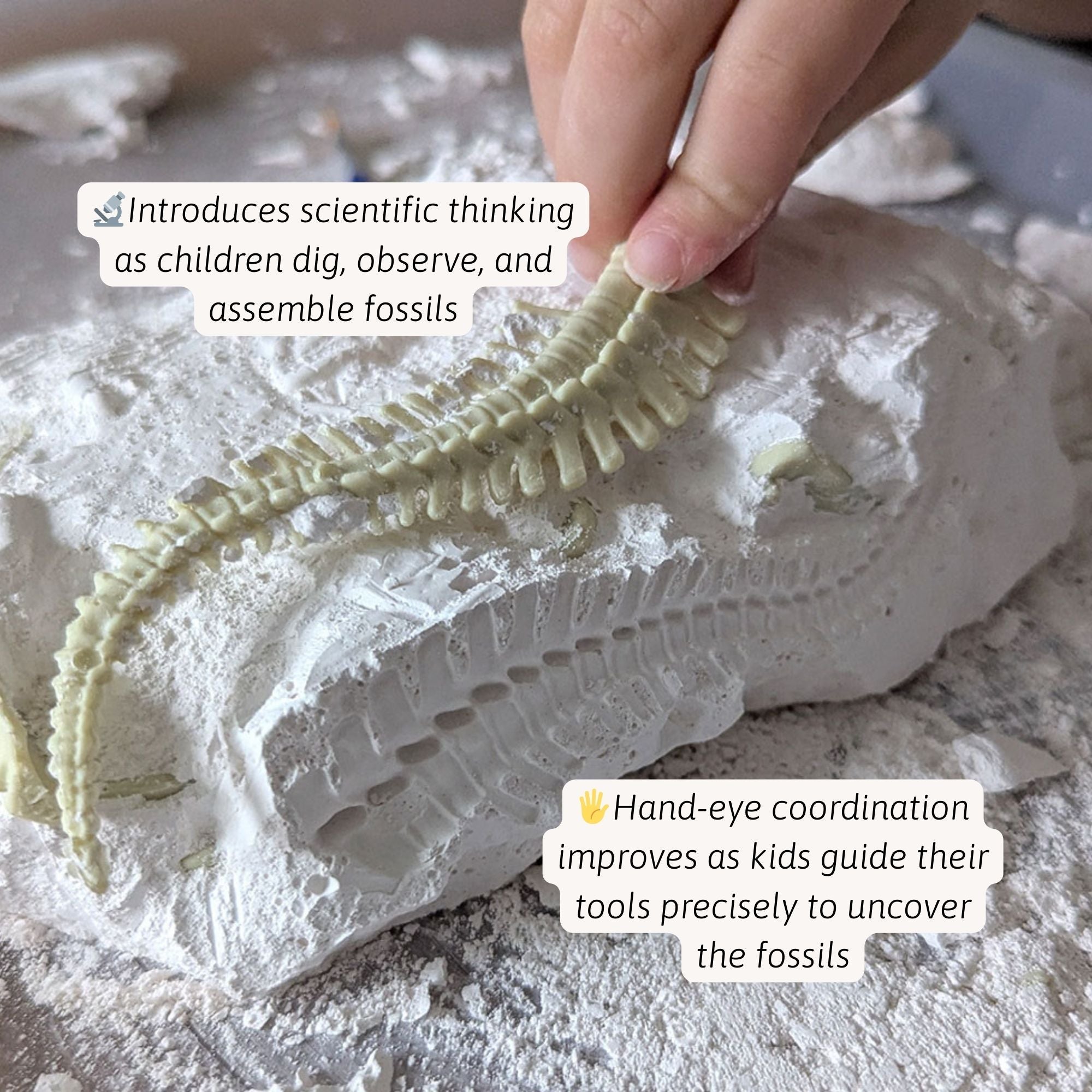 Triceratops Fossil Dig Kit